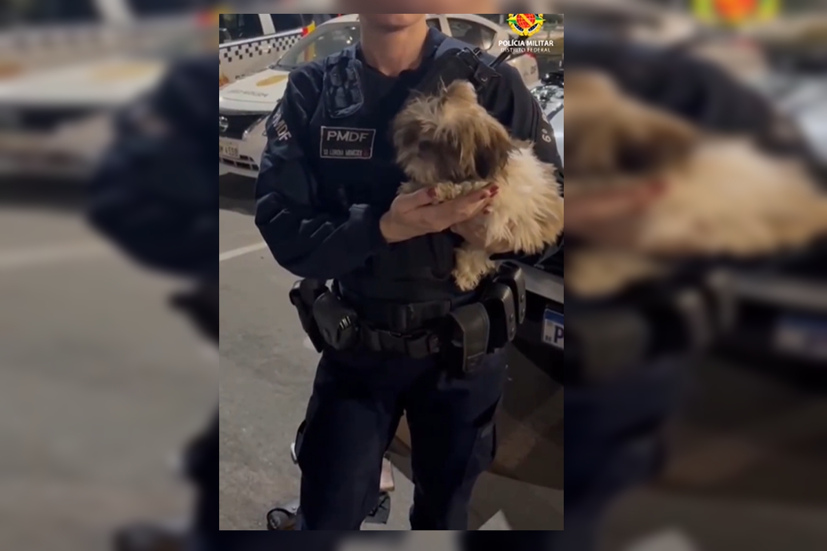 PMDF salva cachorro e recupera celulares furtados na Parada LGBT+