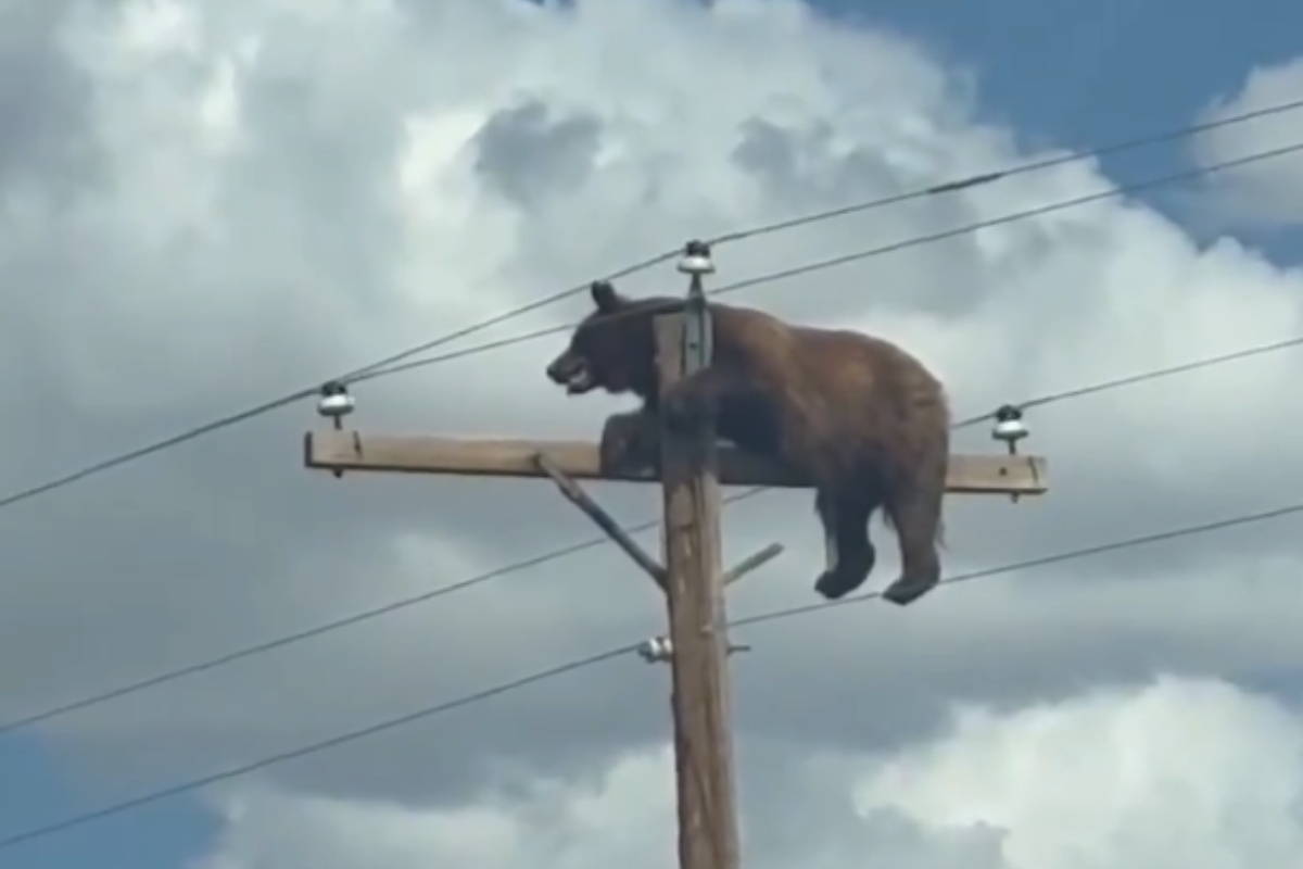 Urso morre após subir em poste de energia e ser eletrocutado nos EUA