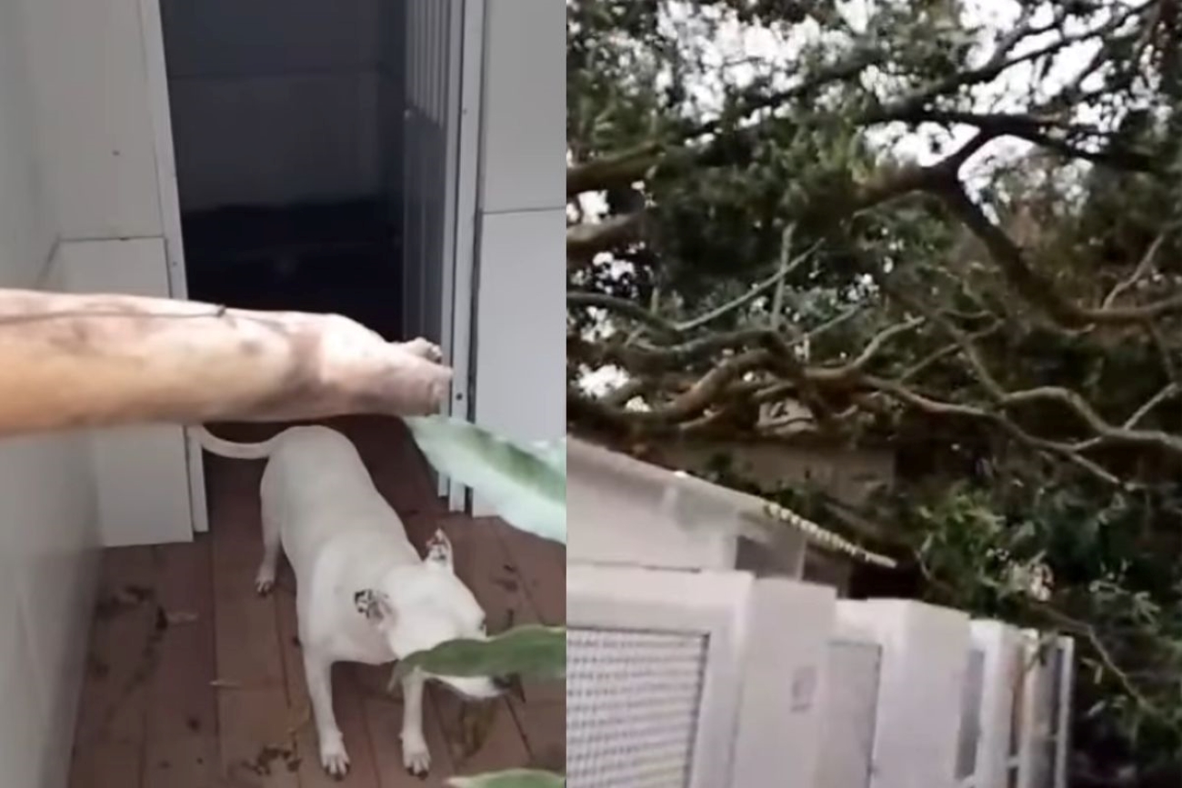 Imagem vinculada ao feed original: Ventania no Rio destrói canil com mais de 400 animais resgatados