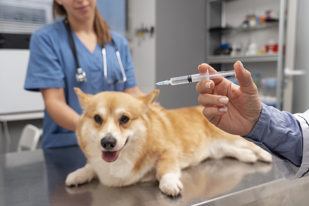 Imagem colorida de cachorro em maca de consultório