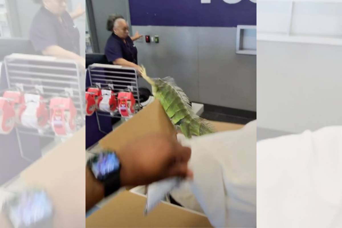 Vídeo: iguana salta de caixa de encomenda e assusta funcionários