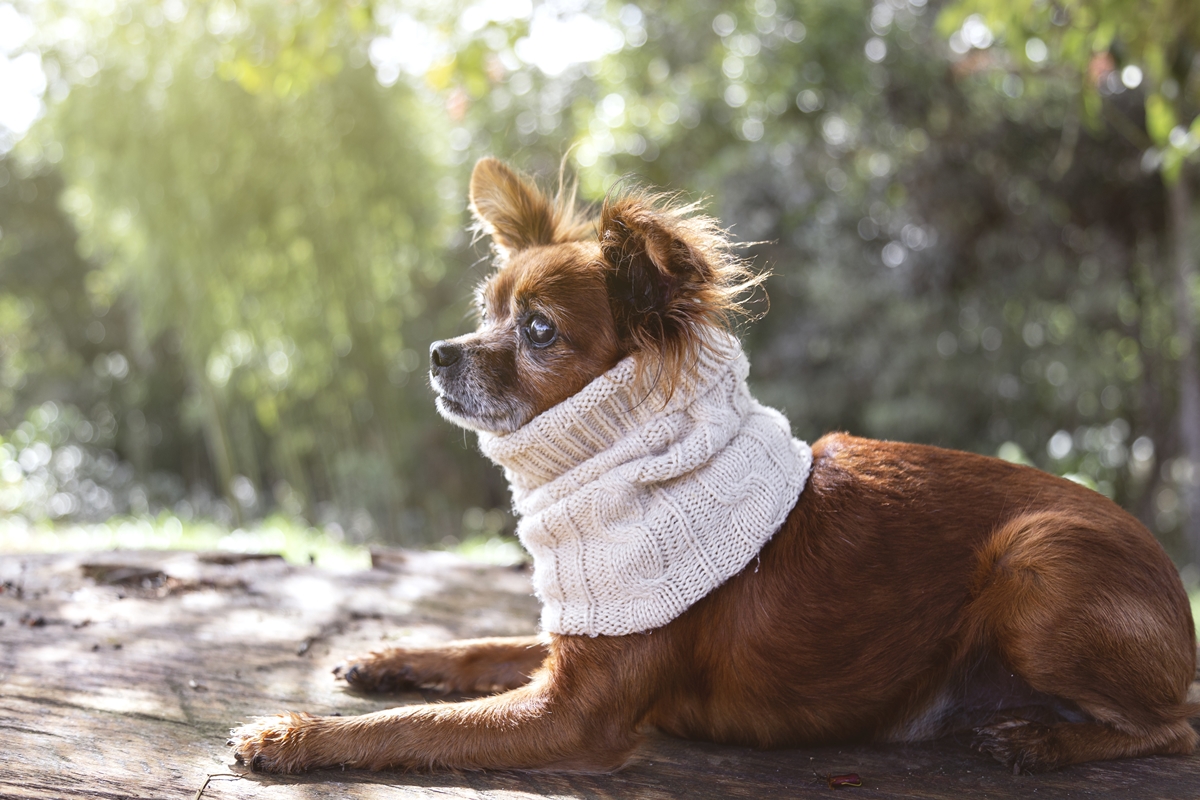 imagem colorida de cachorro agasalhado e no sol