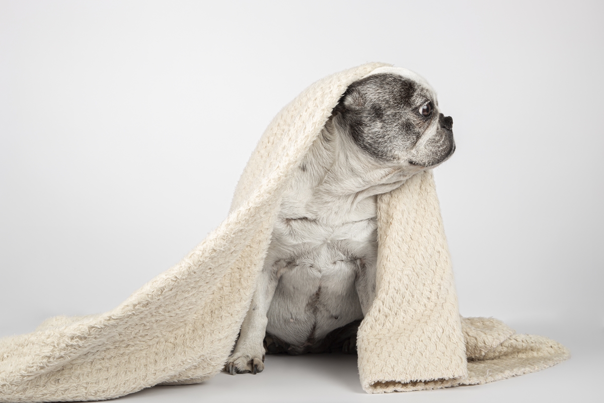 Cuidados Intestinais: A Chave para a Imunidade de Pets no Inverno