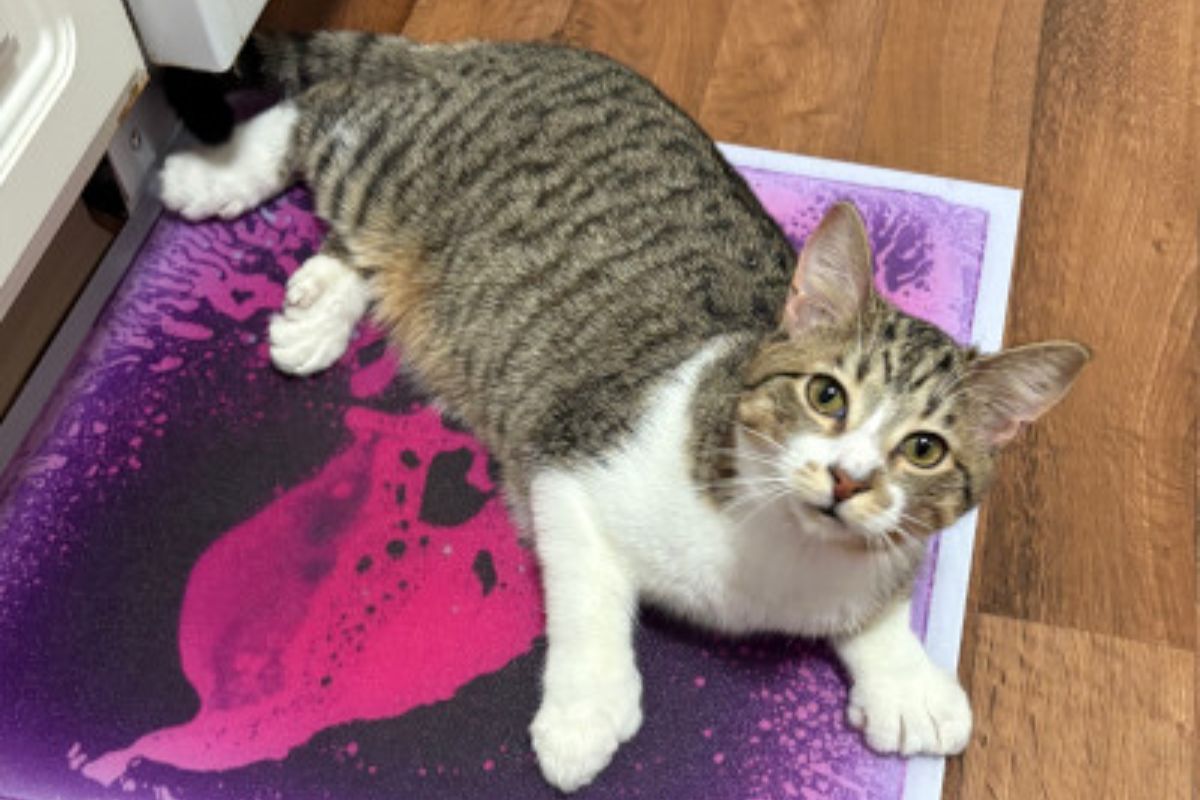 Gato de 28 dedos entra para o Guinness e atinge marca histórica