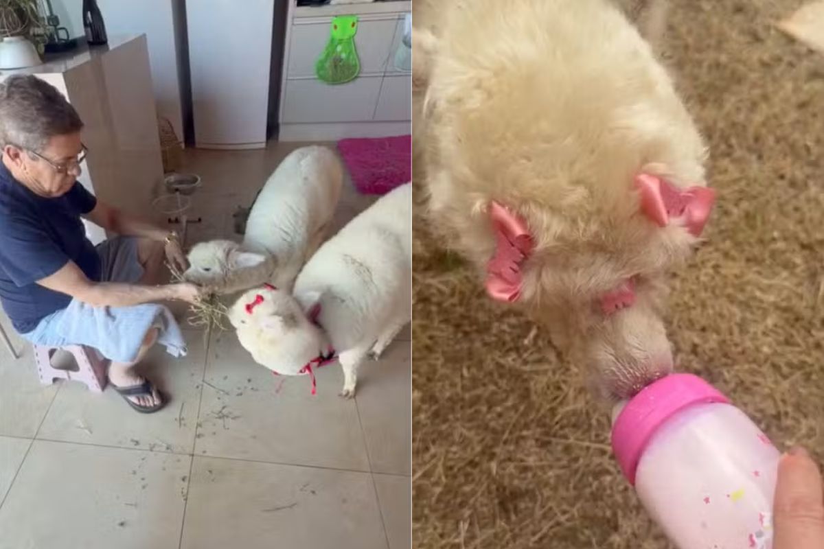 Casal cria alpacas em casa e prepara projeto social com os animais
