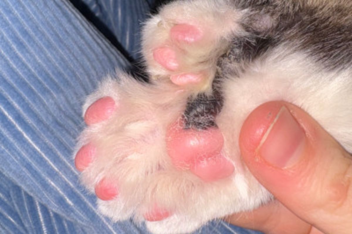 Gato de 28 dedos entra para o Guinness e atinge marca histórica