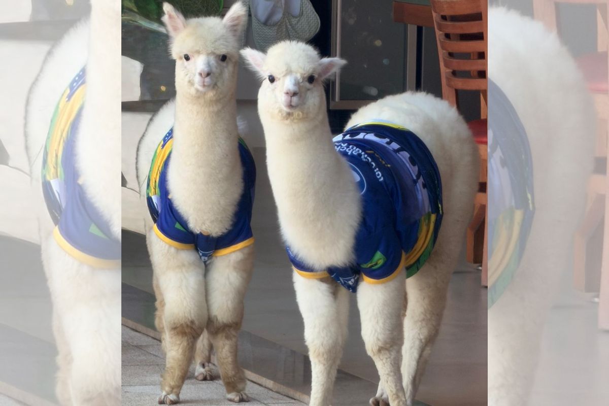 Casal cria alpacas em casa e prepara projeto social com os animais