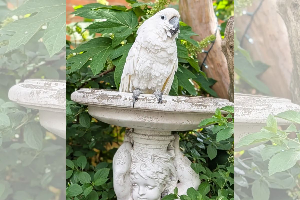 Cacatua cega e negligenciada vence prêmio inédito de terapia