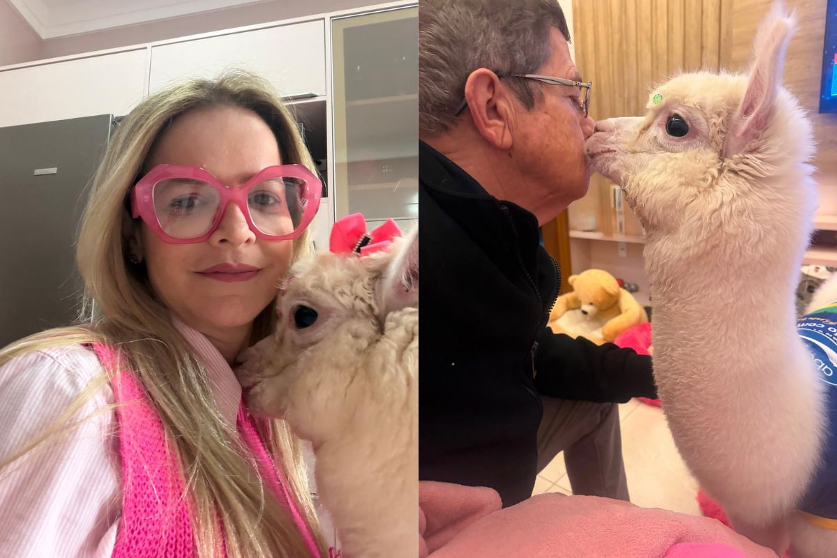 Casal cria alpacas em casa e prepara projeto social com os animais