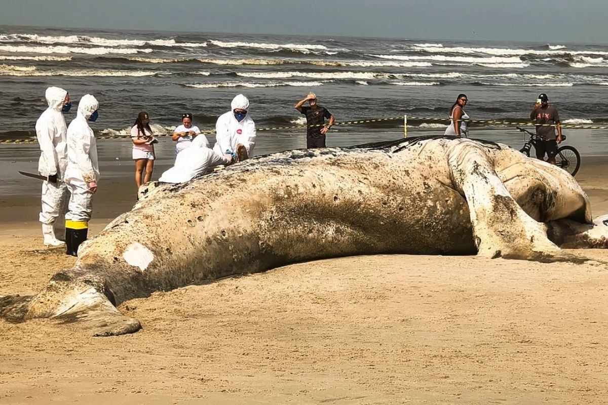 Baleia-jubarte de quase 11 metros é encontrada morta na praia de Itanhaém