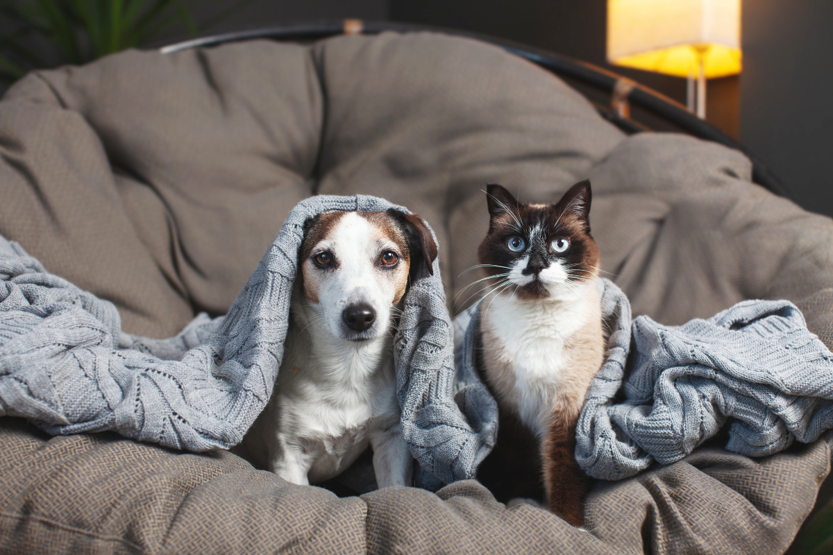 Imagem vinculada ao feed original: 4 cuidados que todo tutor deve ter com os pets no inverno