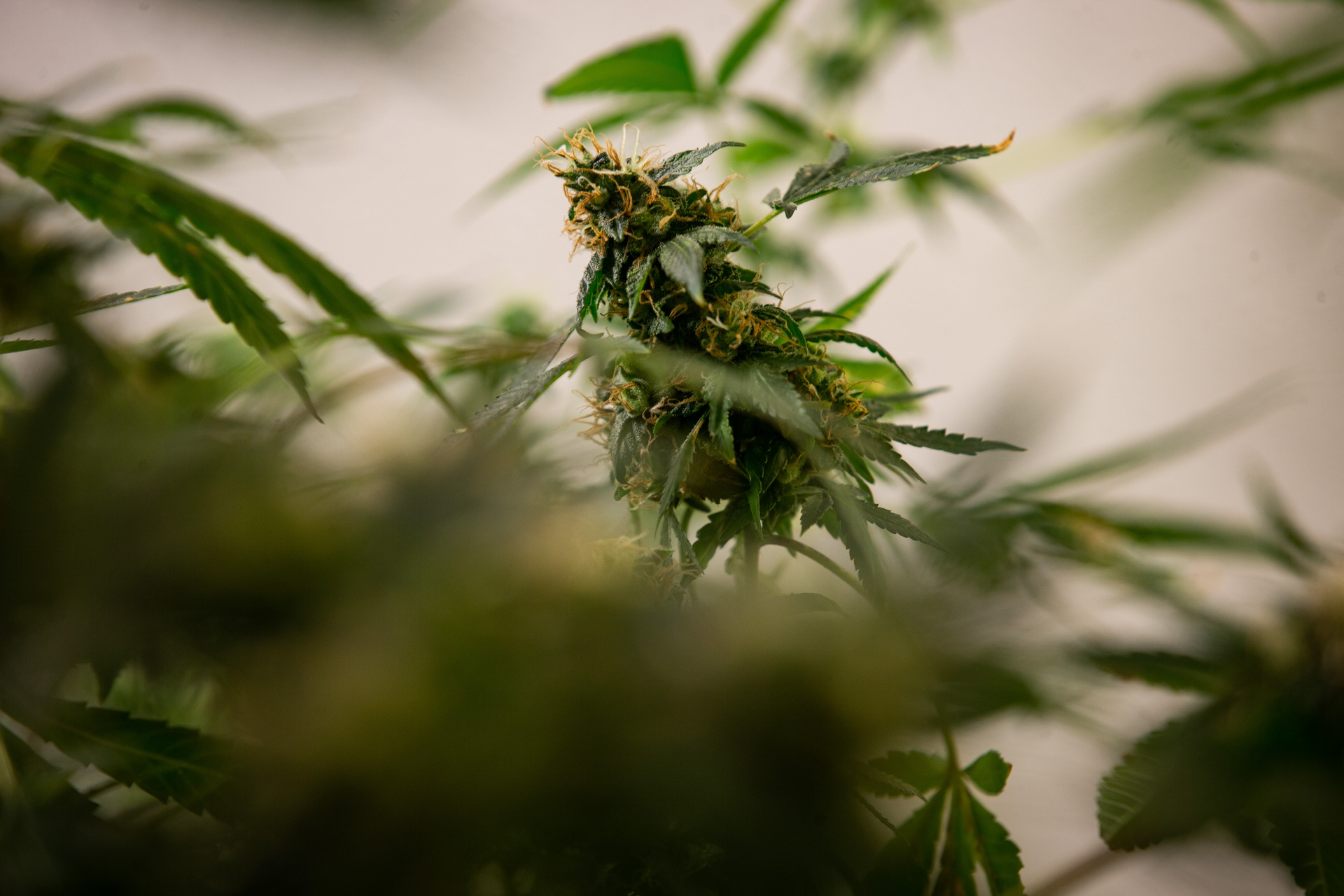 Justiça autoriza cultivo de maconha para tratamento de TDAH e ansiedade
