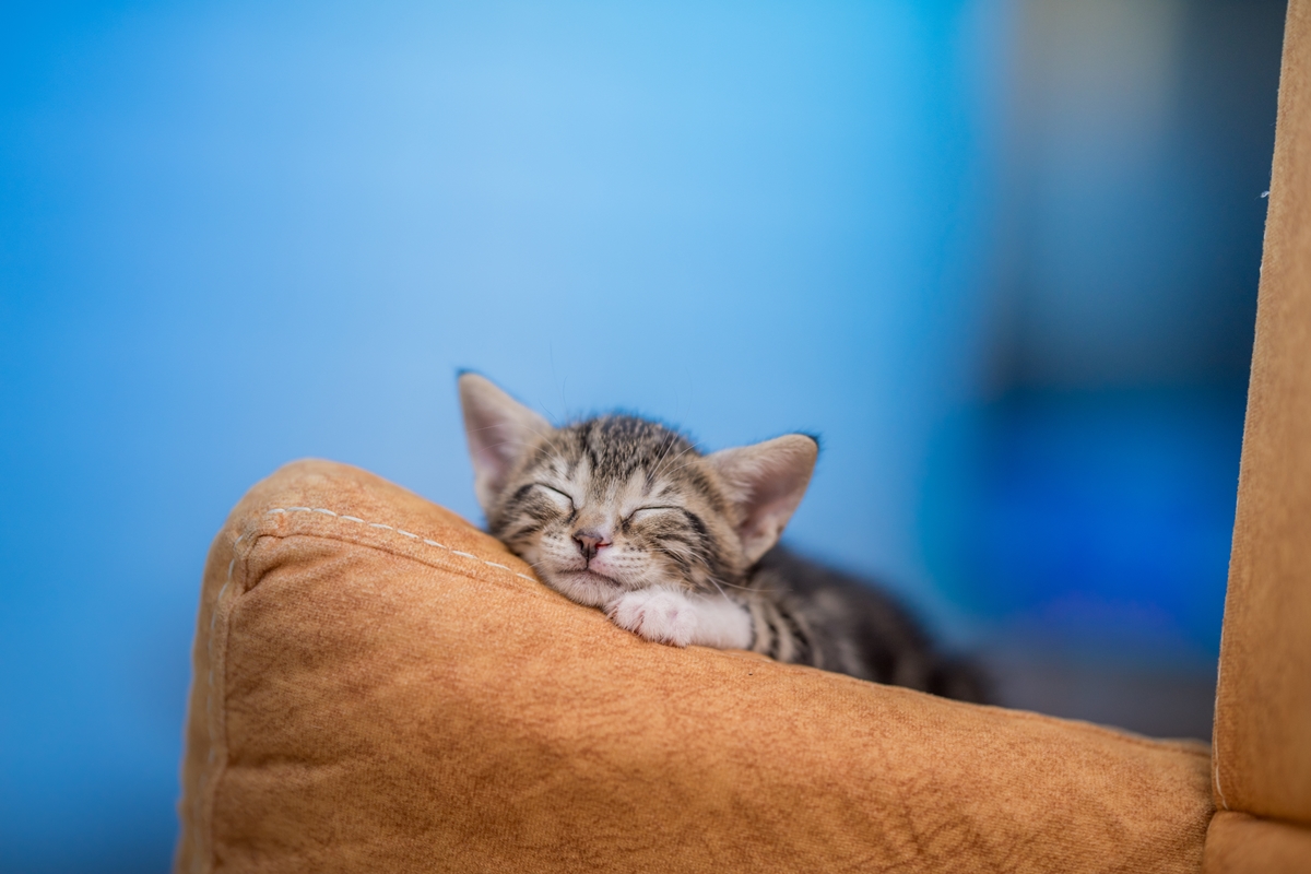 filhote de gato deitado dormindo