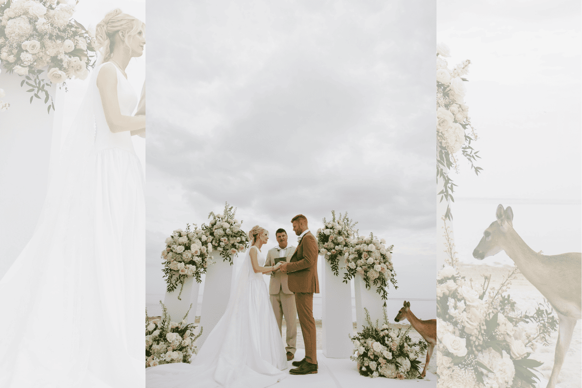 Cervo invade casamento