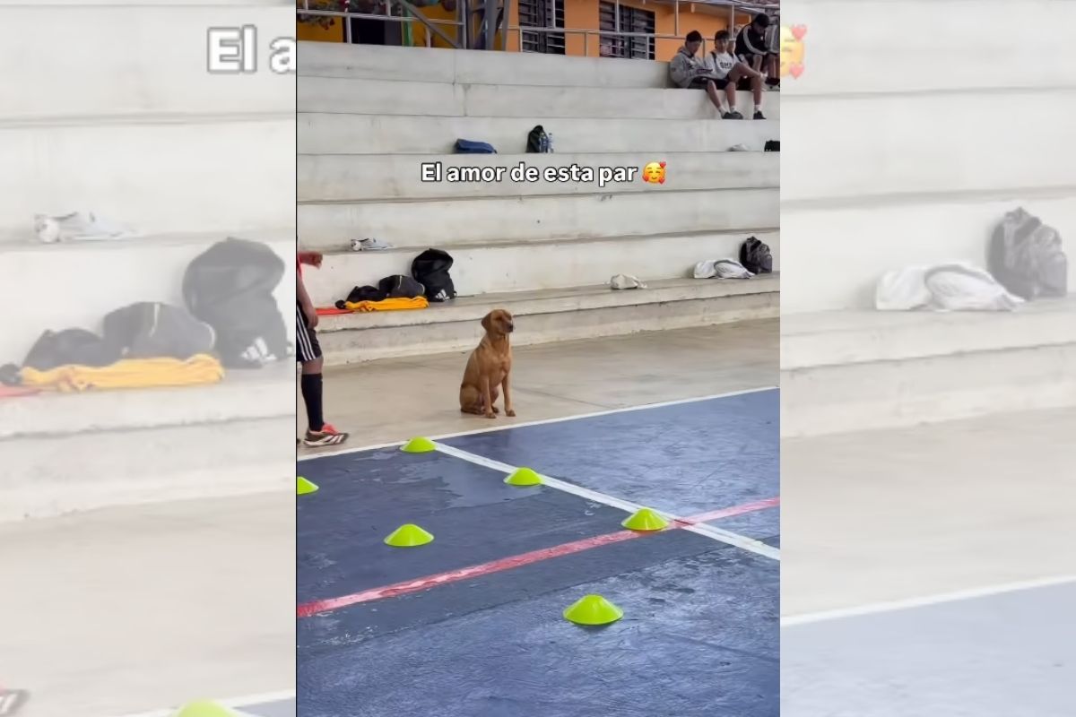 Menino e cachorro em treino de futebol