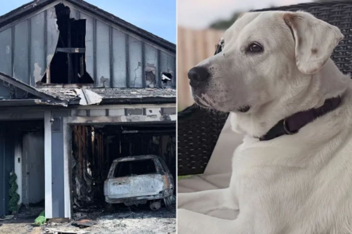 Cadela que salvou seus donos de incêndio