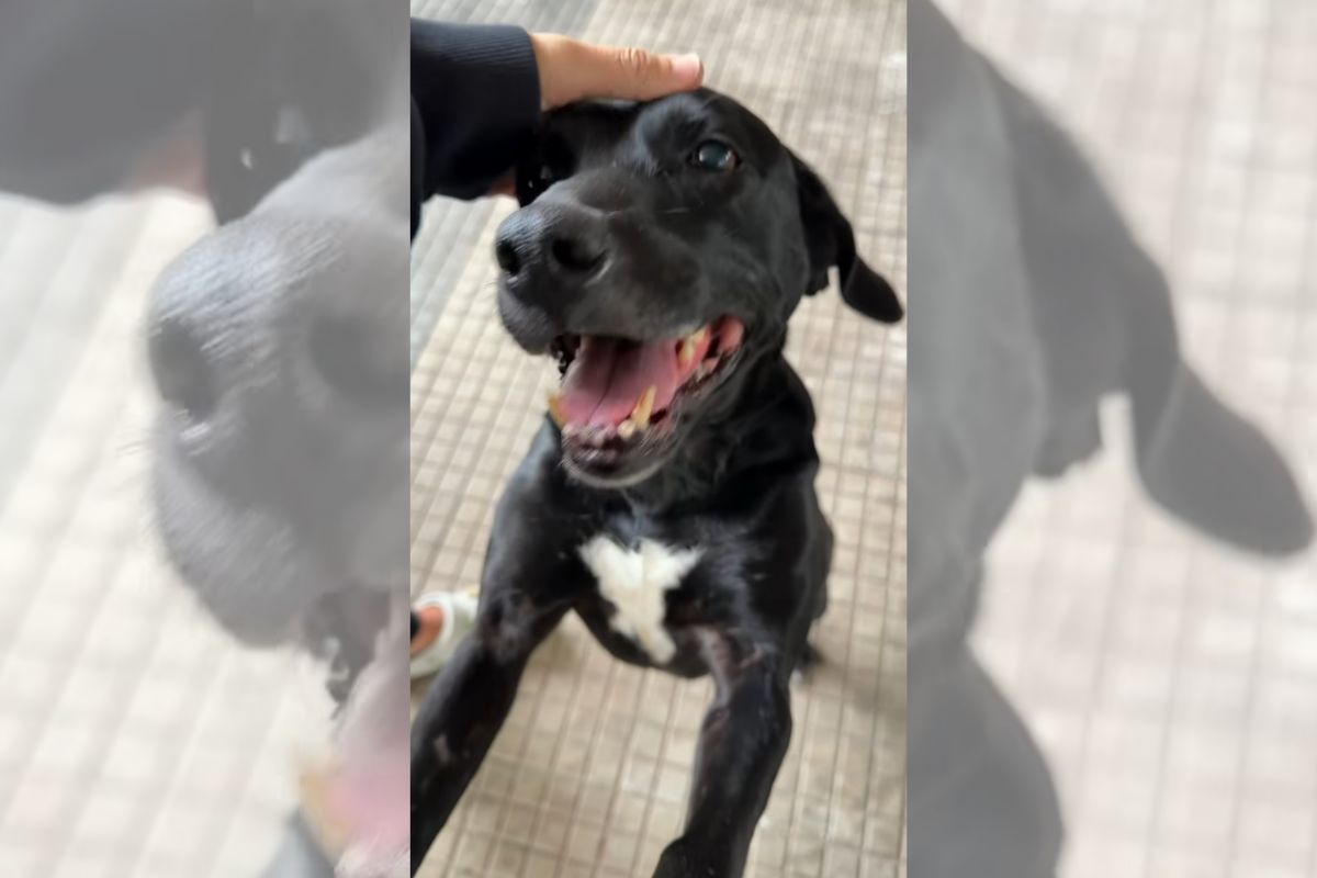 cachorrinha que mora no viaduto