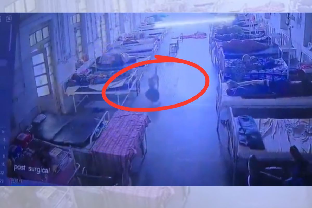 Cachorro "furta" bolsa com R$ 21 mil em bens dentro de hospital na Índia