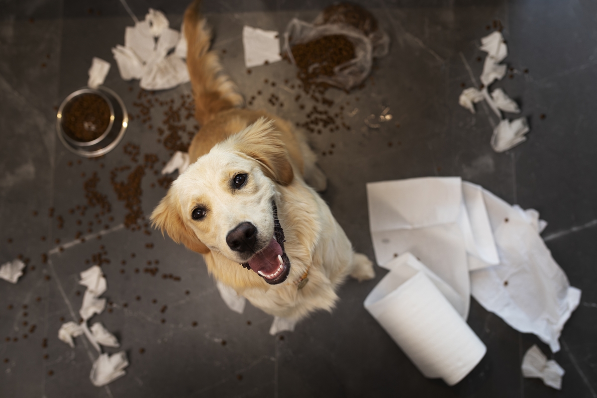 cachorro bagunçando