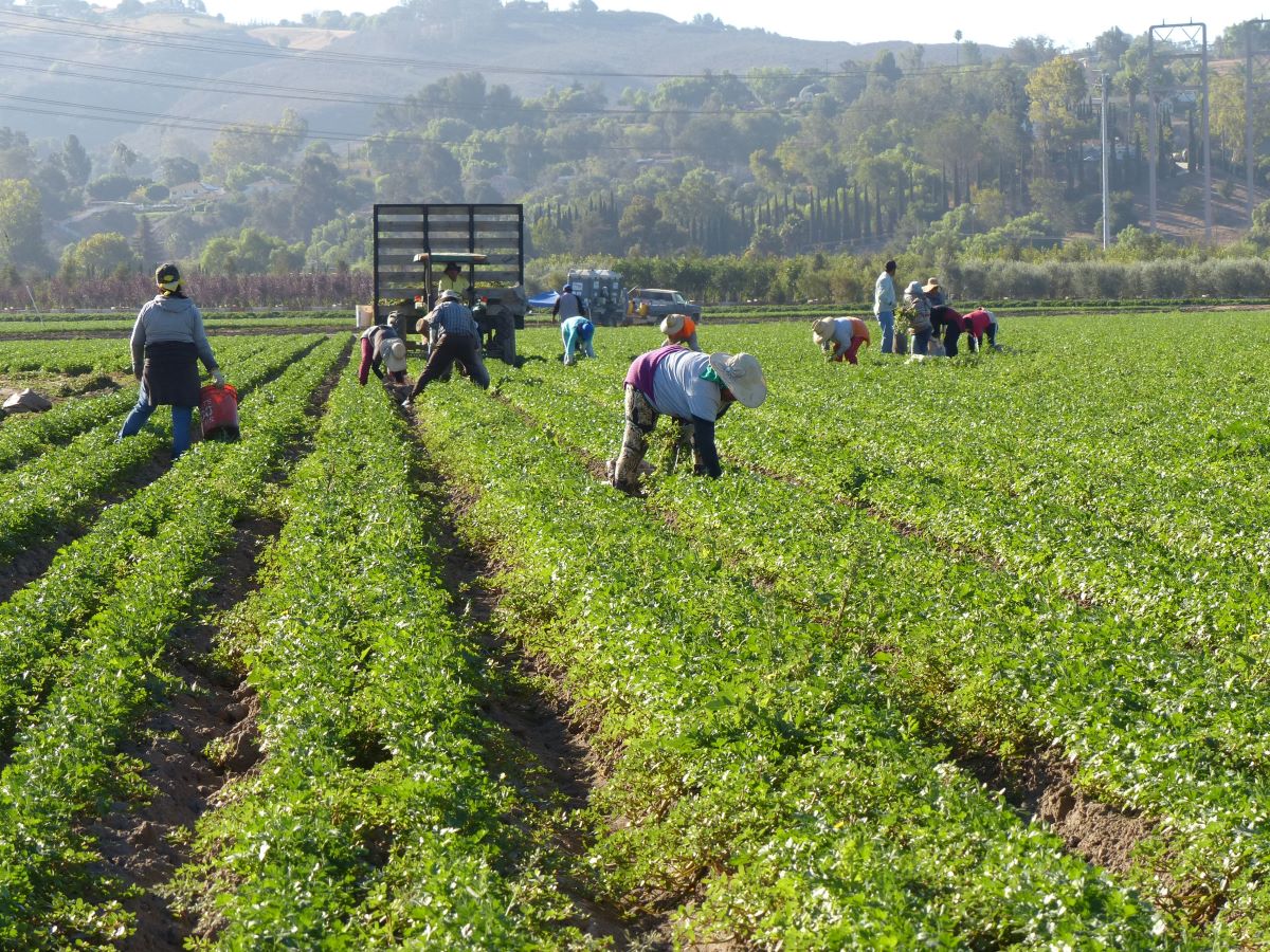 Crédito rural, BNDES - Metrópoles