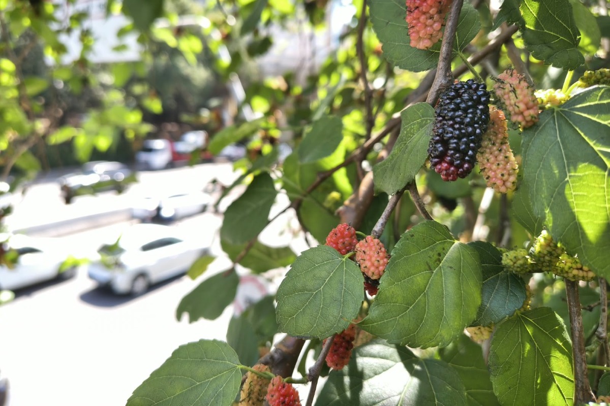 Pomar urbano: copas carregadas de frutas provocam corrida a árvores em SP