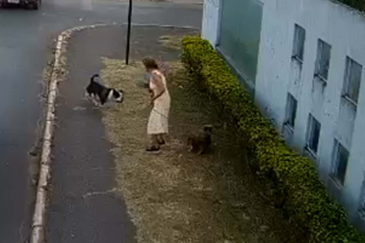 Cão sofre ataque violento no Guará e fica gravemente ferido