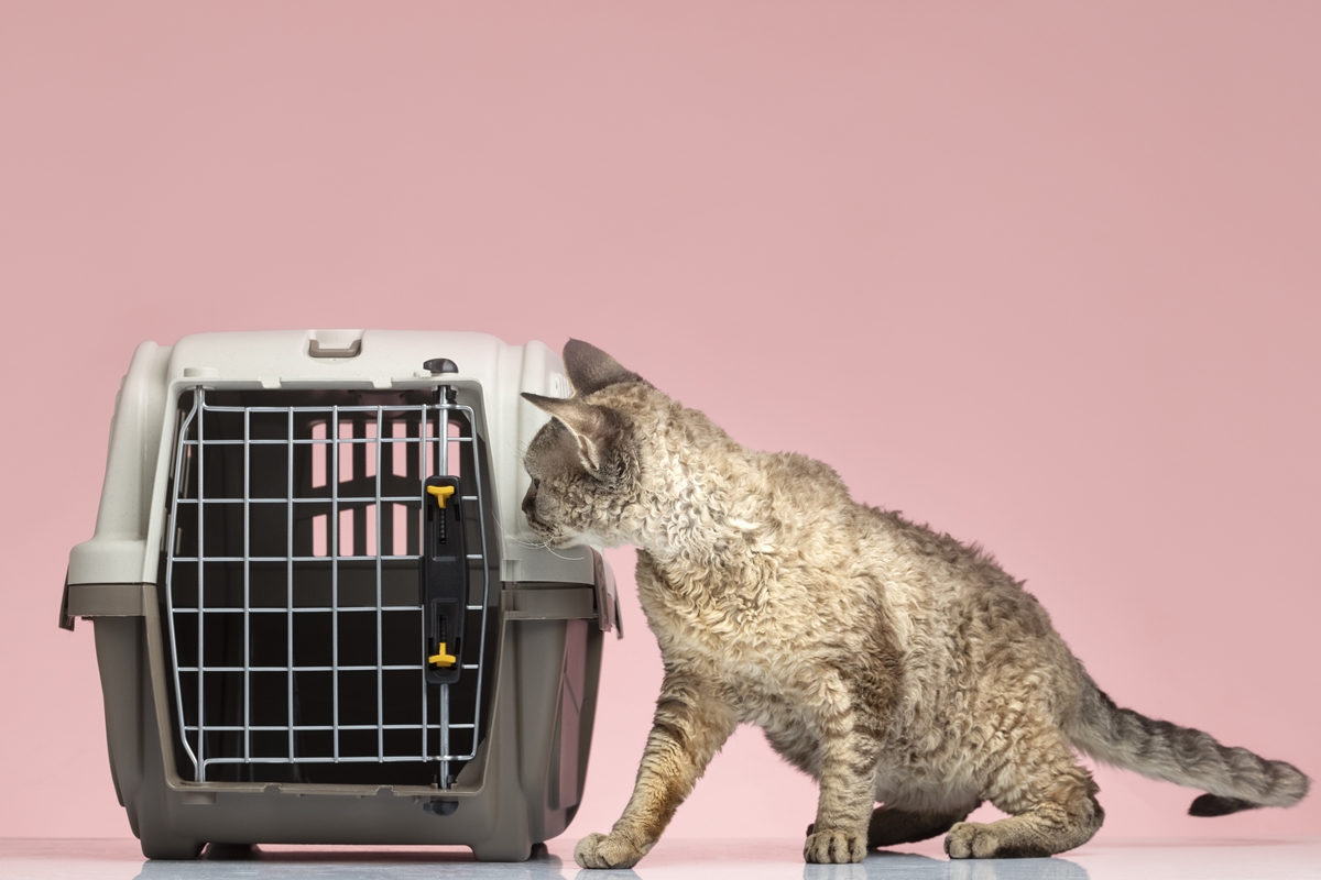 Petiscos e caixa de transporte facilitam ida do pet ao veterinário - QTU Questões do Universo