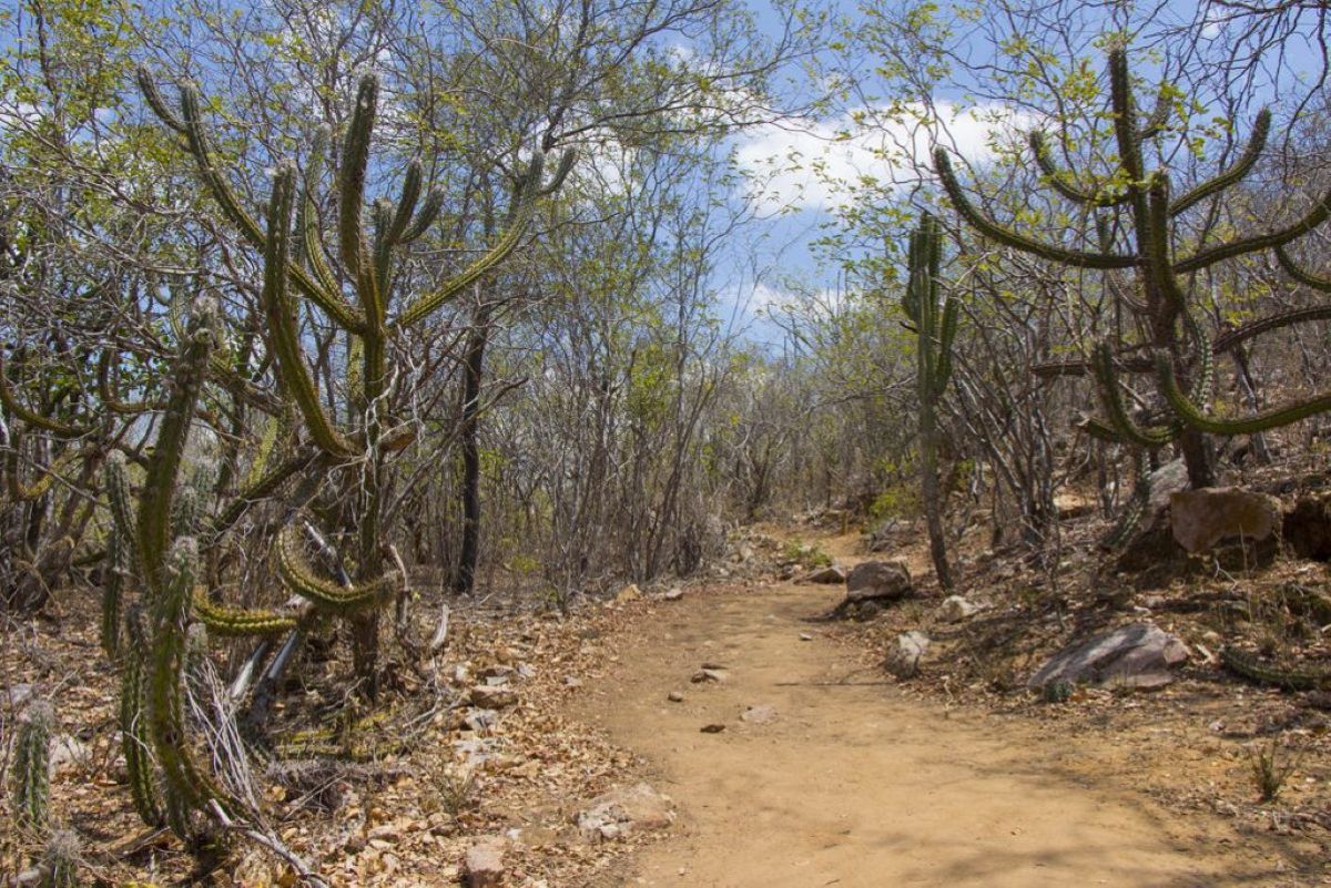 Caatinga, Alagoas, Nordeste - Metrópoles