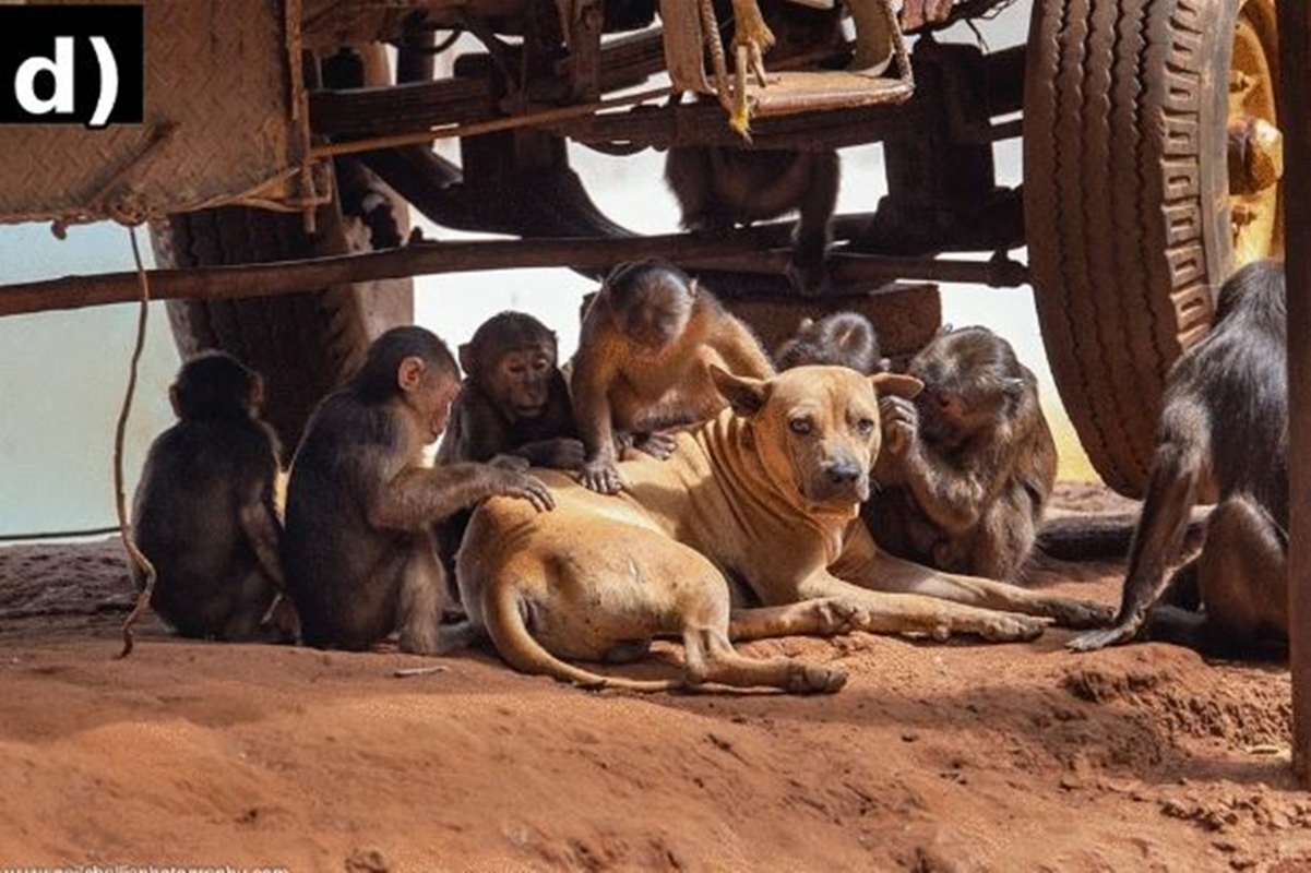 Macacos e símios podem ter outros animais como pets, revela estudo
