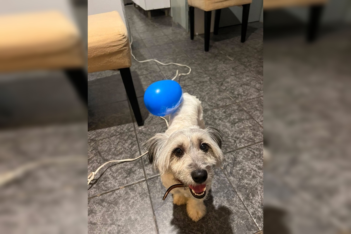 Onde está Sushi? Família busca por cão que fugiu de casa em Ceilândia