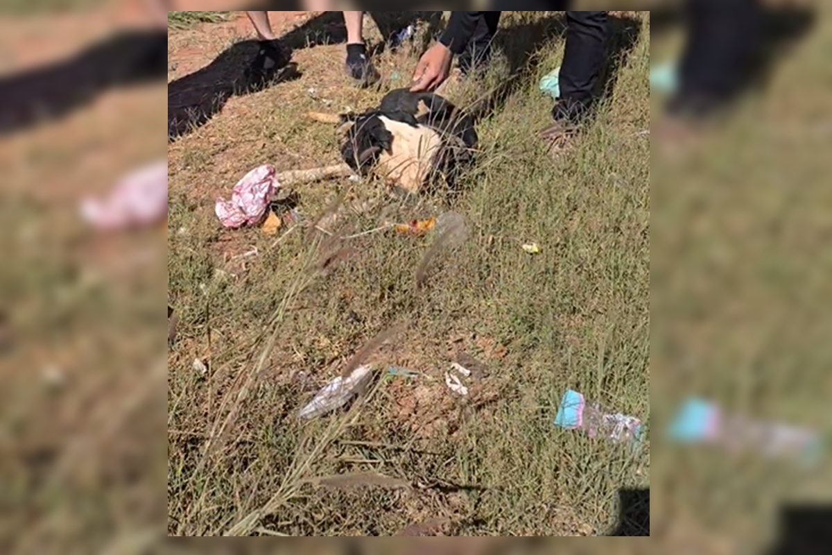 Motorista atropela cadela em rodovia do DF e foge sem prestar socorro