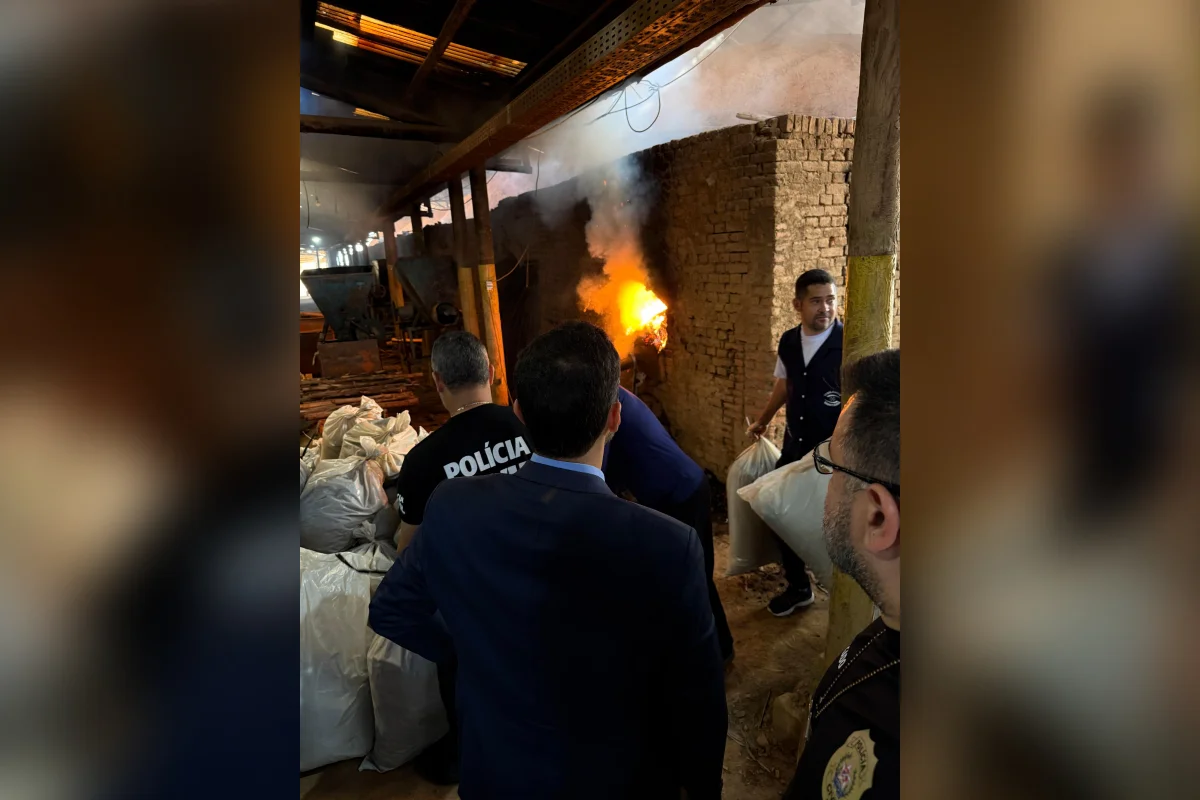 Incineração de maconha