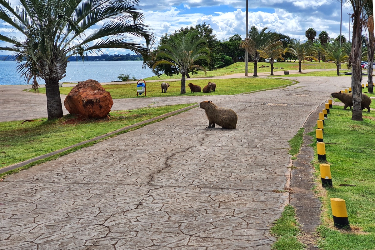 Foto colorida de capivaras no Lago Paranoá