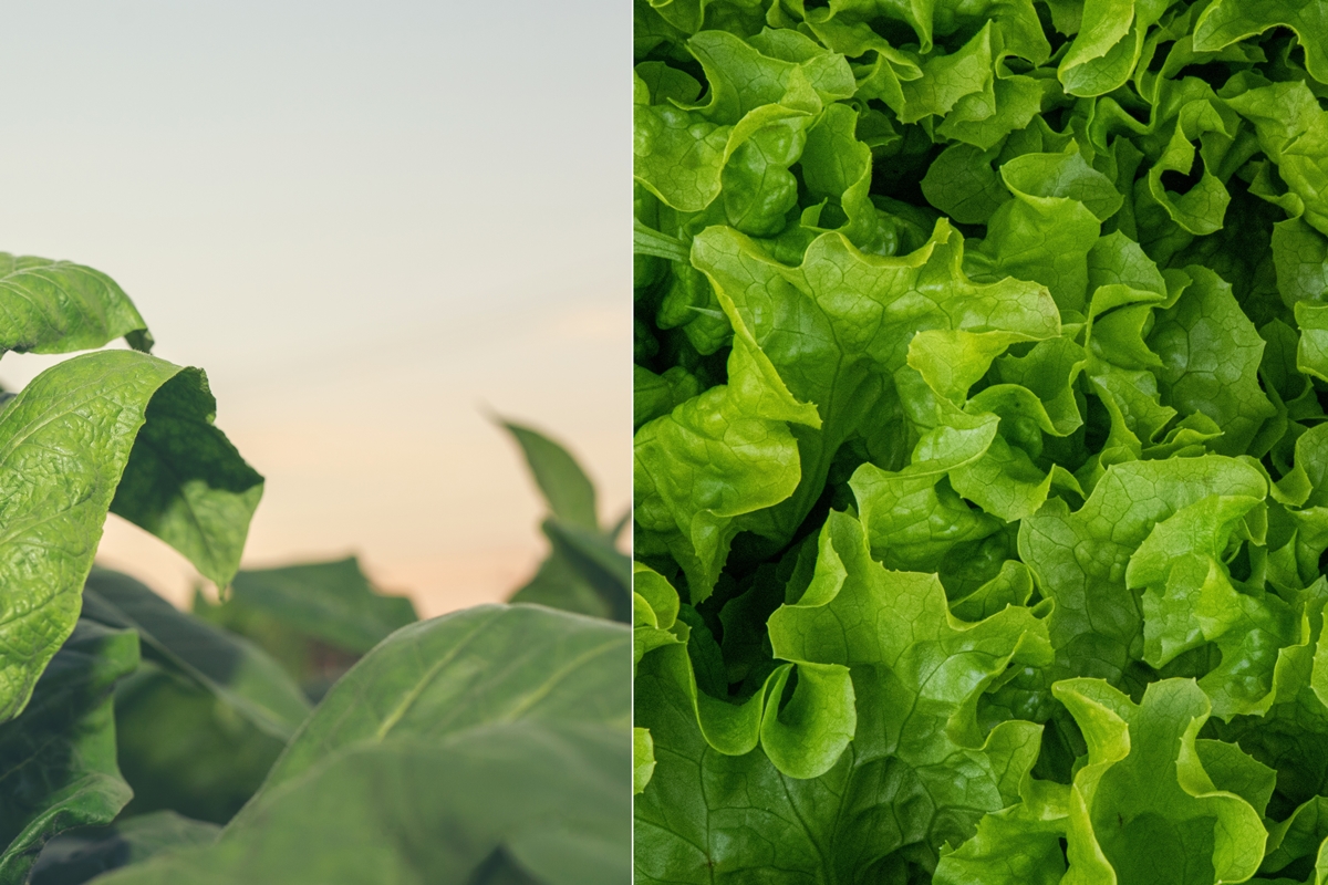 Cientistas usam alface e tabaco para criar carne à base de plantas