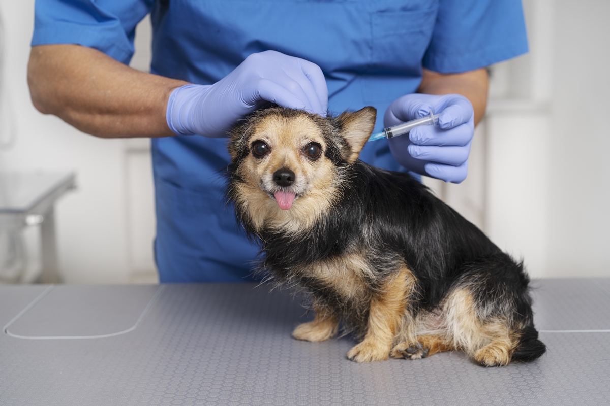 Veterinário alerta para riscos de atrasar a vacinação dos pets