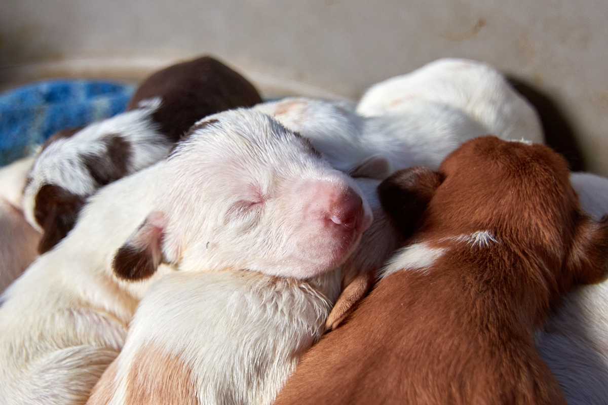 Foto de filhotes de cachorros dormindo
