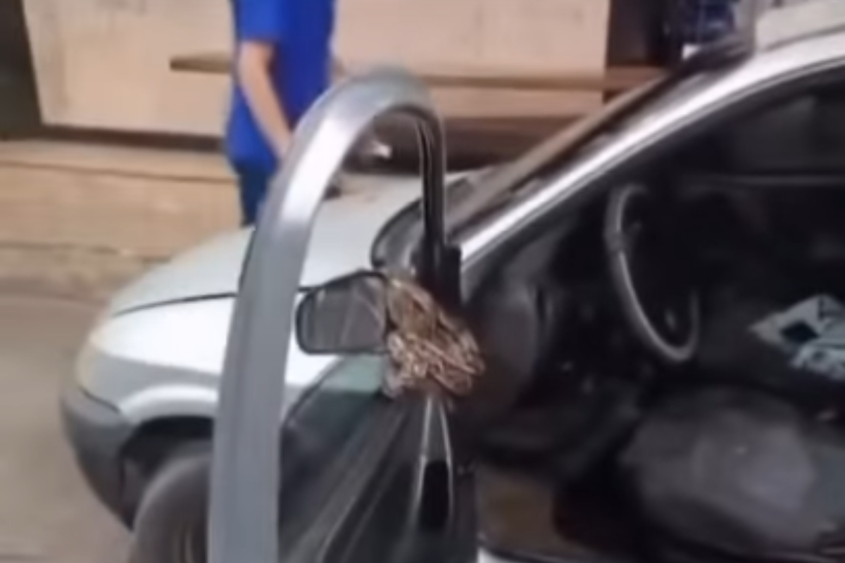 Cobra Inusitada Surpreende Motorista em Campos dos Goytacazes