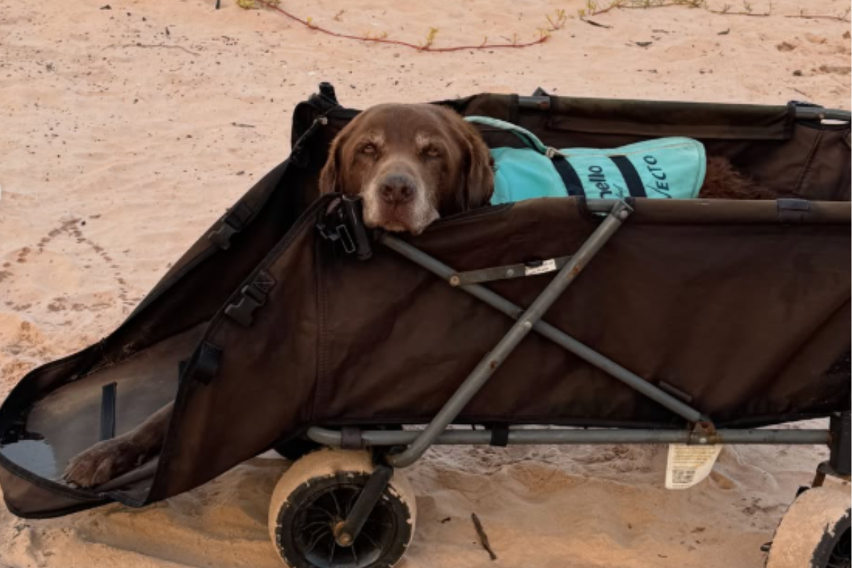 Conheça Bono, cão surfista de 16 anos que acumula 7 títulos mundiais