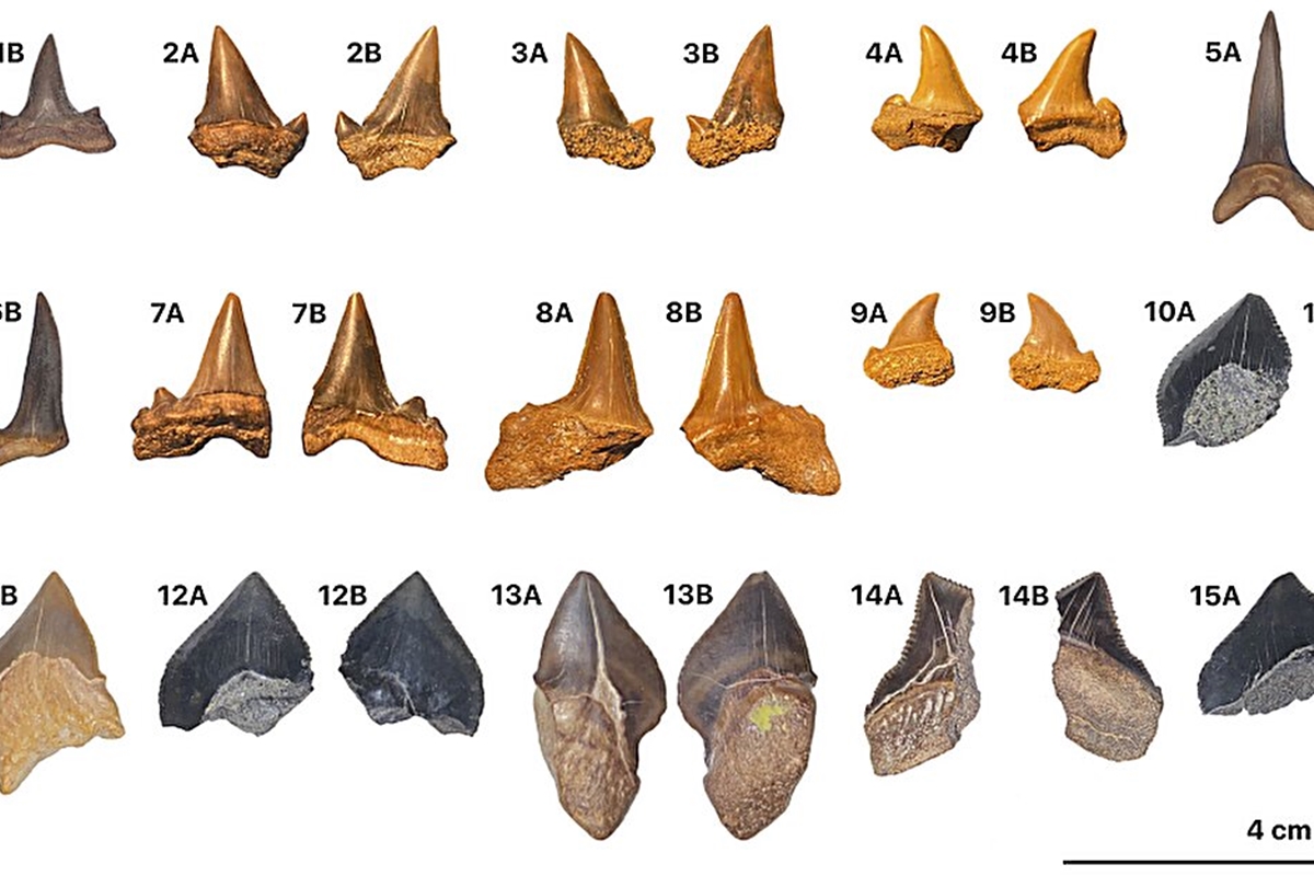 Dentes de tubarões extintos são encontrados no meio de deserto egípcio