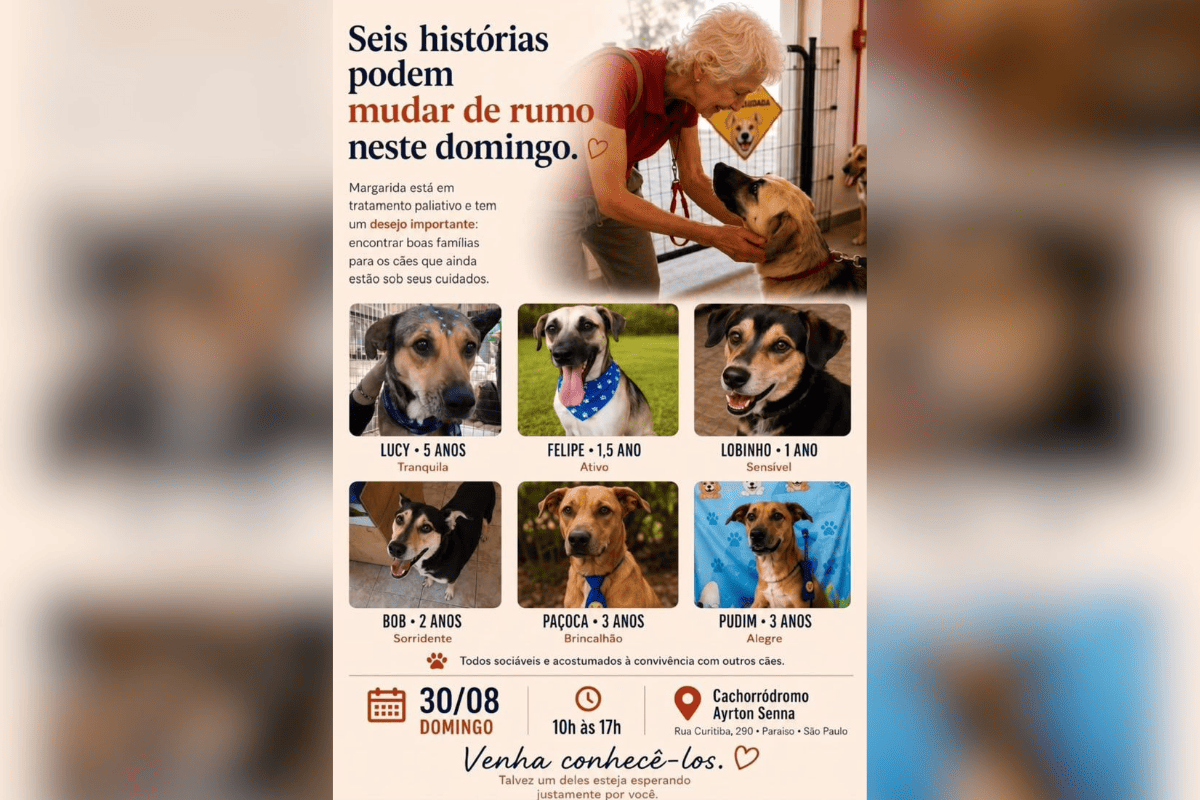 Quem vai cuidar deles? Evento busca adoção de cães de paciente terminal - QTU Questões do Universo