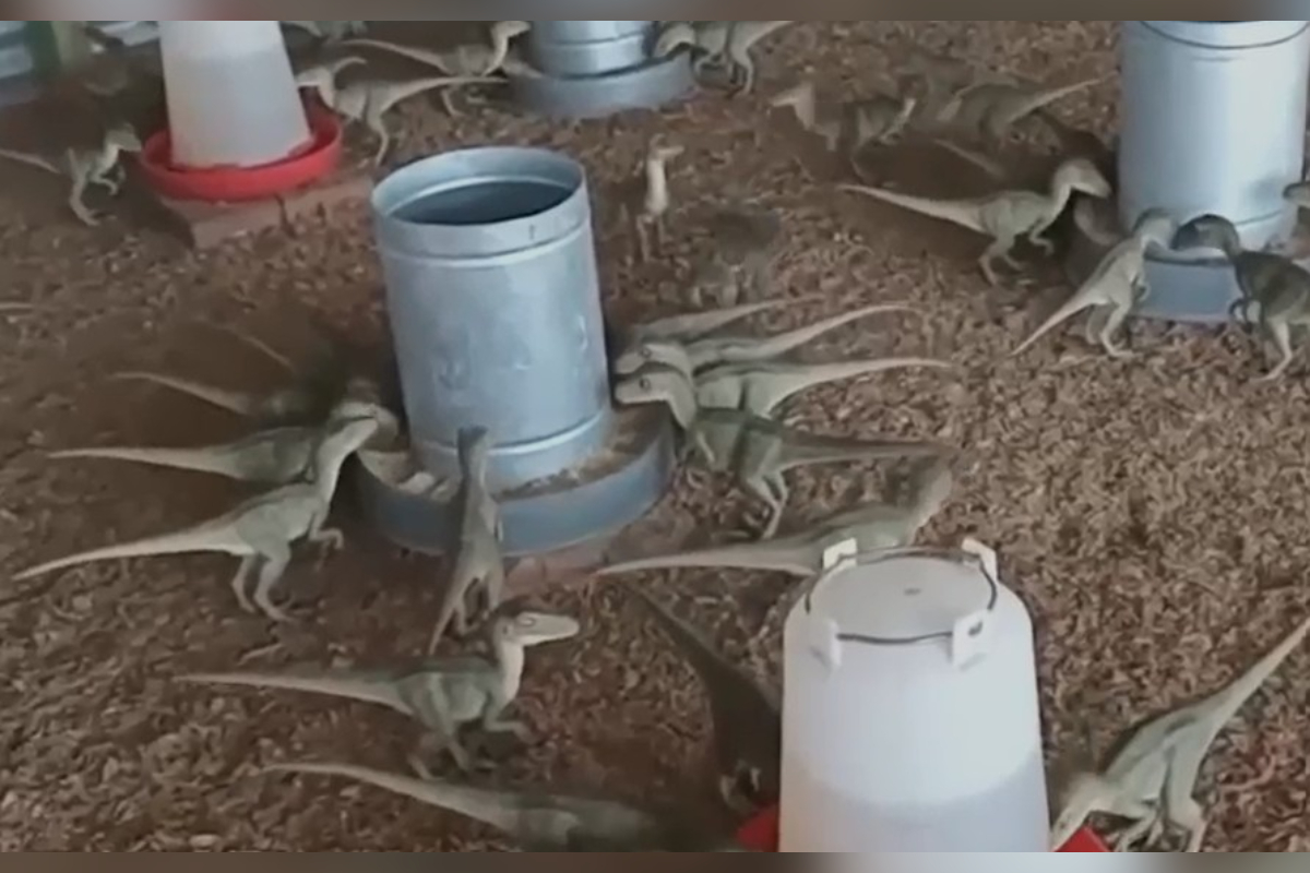 Anúncio de “mini dinossauros” por R$ 500 viraliza em MG
