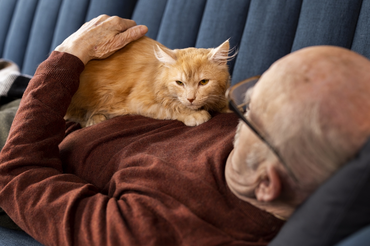 Vínculo forte e rotina calma: os motivos para adotar um gato idoso