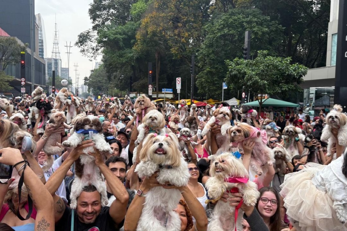 Encontro de shih tzus reúne mais de mil cachorros na Avenida Paulista