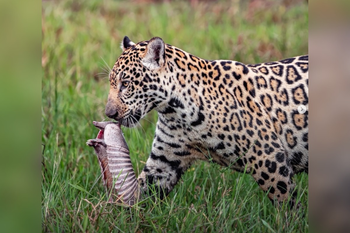 Filhote de onça-pintada é flagrado caçando tatu no Pantanal
