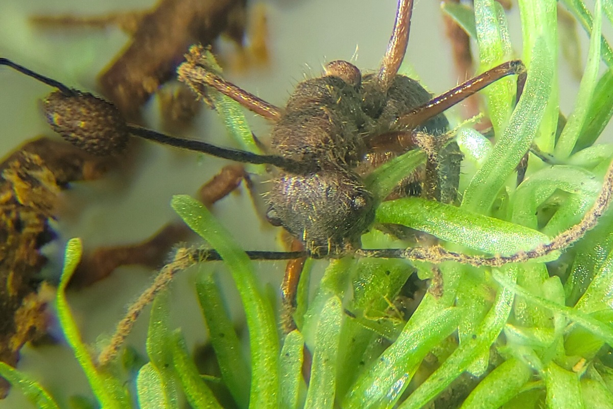 Fungo “zumbi” é encontrado se abrigando em plantas na Amazônia