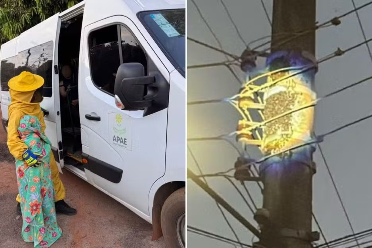 Enxame de abelhas ataca estudantes e colaboradores de Apae em Goiás - QTU Questões do Universo