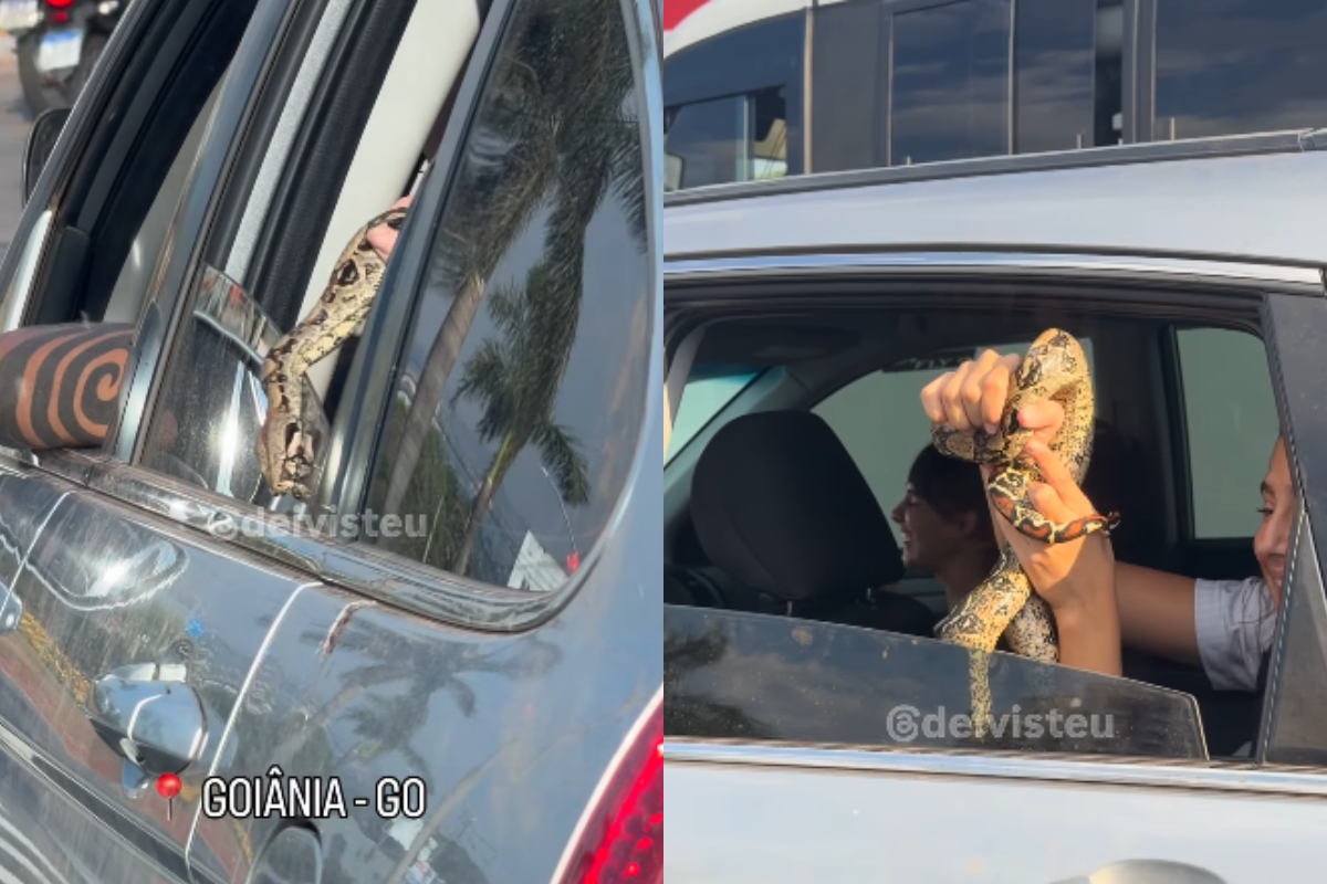 Jiboia é flagrada “passeando” de carro durante trânsito em Goiânia - QTU Questões do Universo