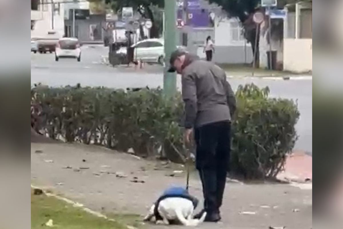 Tutor é preso após agredir cachorro com tapas e chutes durante passeio