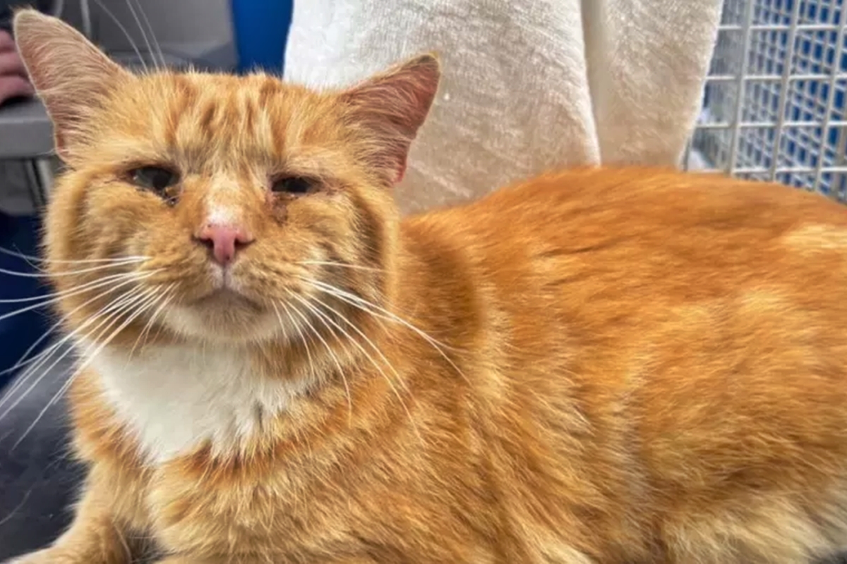 Após um ano, gato é encontrado morando com outros felinos a 140 km de casa - QTU Questões do Universo