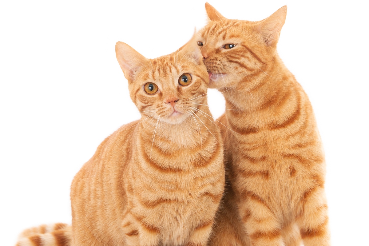 Estudo Revela que Gatos Reconhecem Outros Através de Substâncias Químicas na Urina